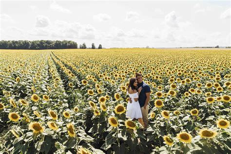 Sunflower Farm Engagement Photos Focus Wedding Photographer