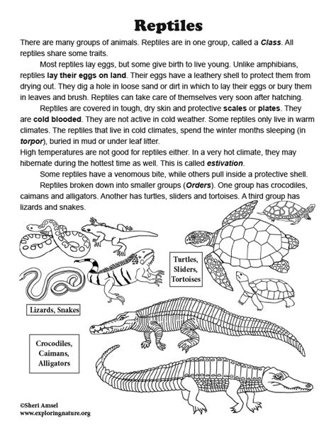 About Reptiles: Read and React