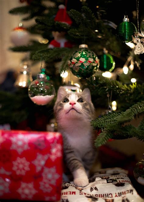 Cuándo se quita el árbol de Navidad Descubre México