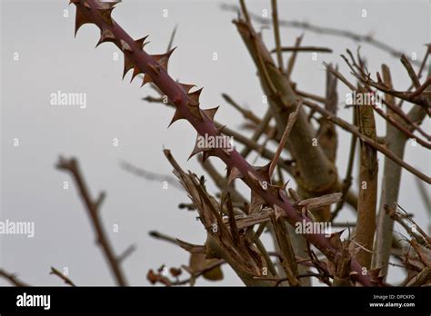 Bramble Thorns Stock Photo: 65432289 - Alamy