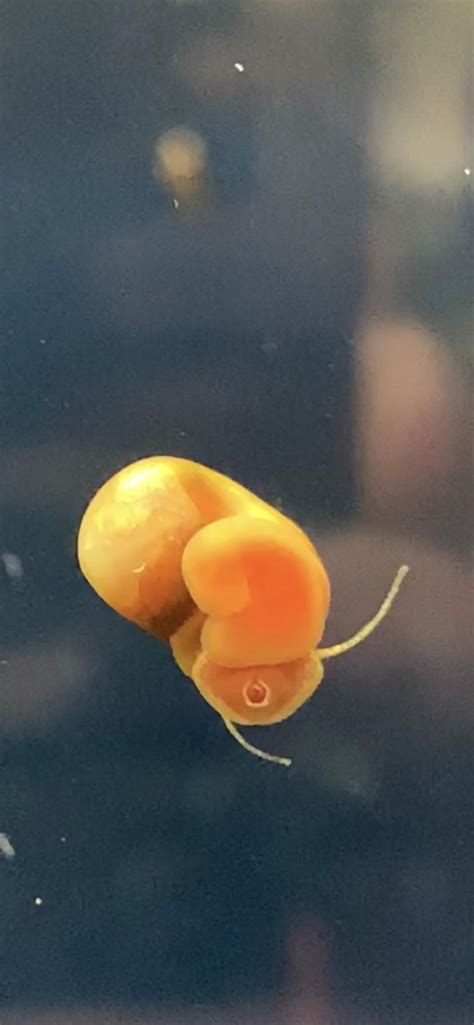 Aquatic snail mouth : r/mildlyinteresting