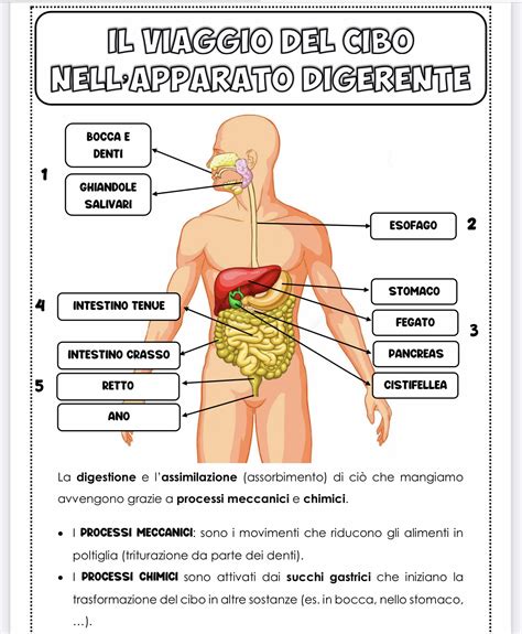 Lapparato Digerente Schede Didattiche Per La Scuola Primaria Artofit