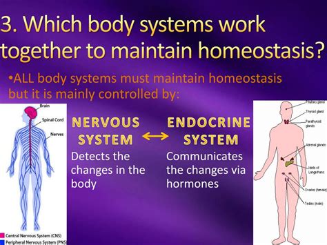 How The Body Maintains Homeostasis