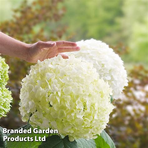 Hydrangea Arborescens Strong Annabelle Thompson Morgan