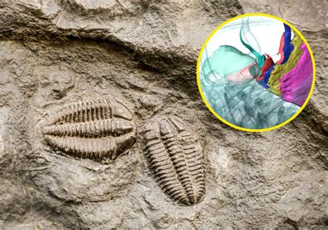 Volcanic ash preserves rare trilobite fossils with soft tissues intact