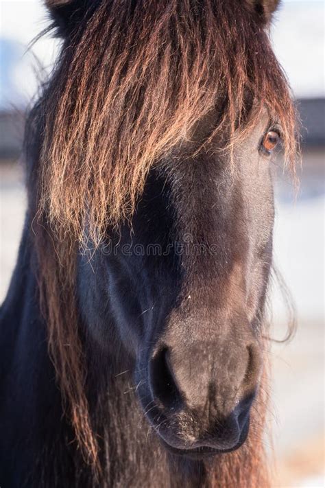 Beautiful Norwegian Horse, Breed Dole Gudbrandsdal on a Farm, Winter ...