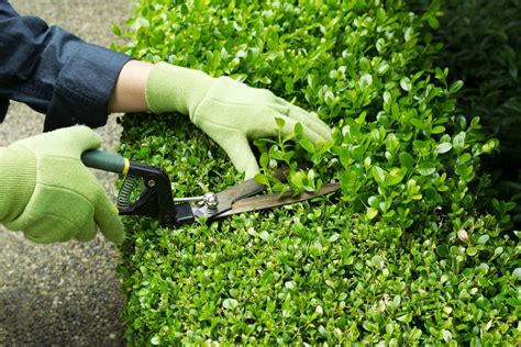 Pruning Shrubs Thriftyfun