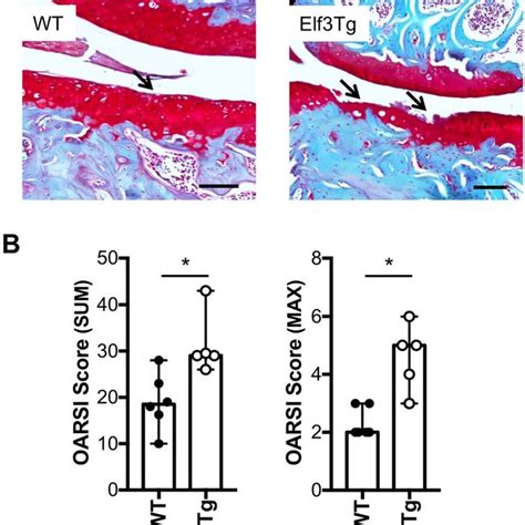 Forced Expression Of Elf3 Increases Cartilage Degradation Following