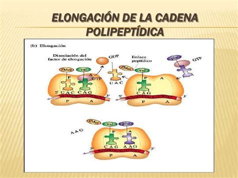 Sintesis De Proteínas