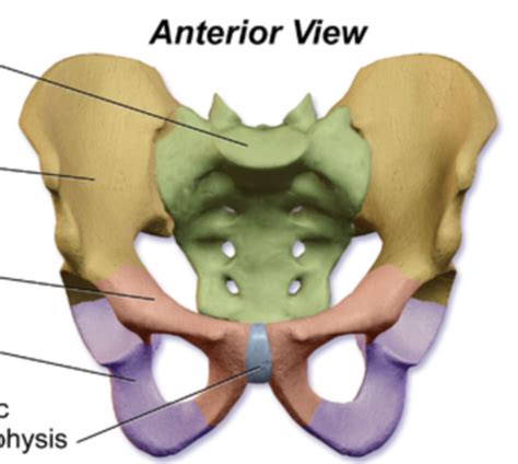 Anatomy Of The Pelvis Hip Flashcards Quizlet