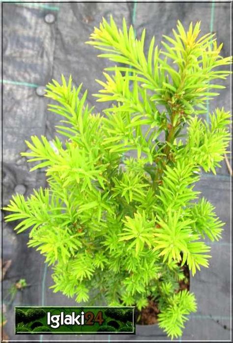 Taxus Baccata Overeynderi Cis Pospolity Overeyndera Foto Internetowy