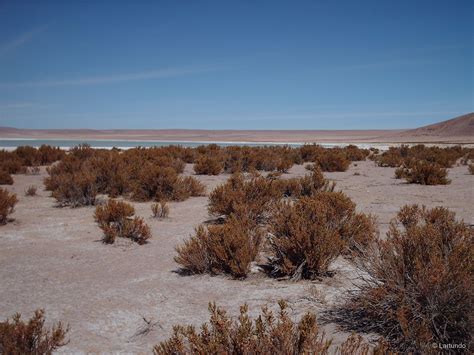 Ecosistema Terrestre Matorral Bajo Tropical Andino De Fabiana Ramulosa