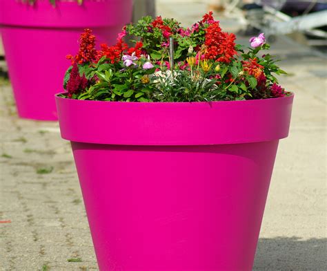 Free Images Plant Decoration Pink Flower Pot Flowerpot Floristry