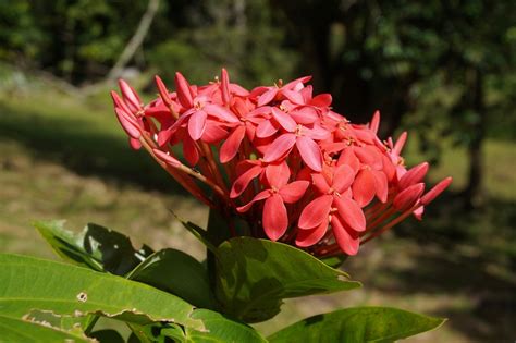 Flower Ixora Coccinea Free Photo On Pixabay Pixabay