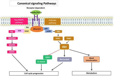 Cancers Free Full Text Is Insulin Receptor Substrate4 Irs4 A Platform Involved In The