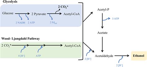 Combined Glycolysis And Woodljungdahl Simplified Pathways In