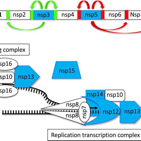 Coronavirus Non Structural Proteins Nsps A The N Terminal Region