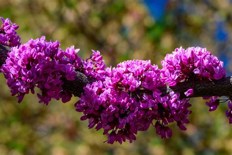 Redbud Bridge Z Acorn Hill Park Bowie Marylan Kim