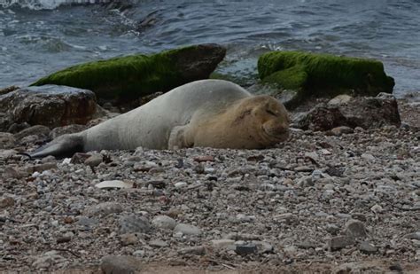 Mediterranean monk seal spotted for first time on Israel's shores ...