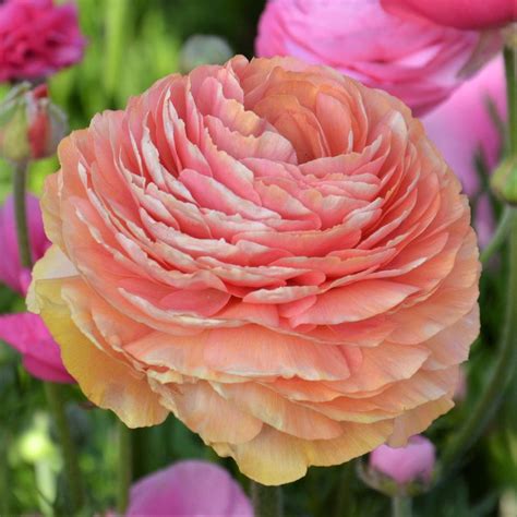 Ranunculus Bulbs For Sale Easy To Grow Bulbs Ranunculus Planting