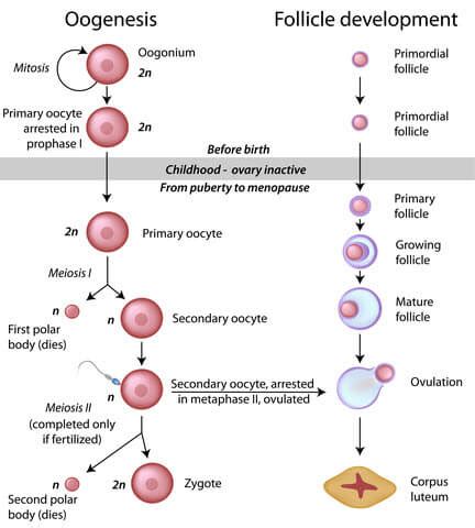 Describe Oogenesis With A Schematic Representation