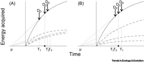 Using Optimal Foraging Theory To Infer How Groups Make Collective