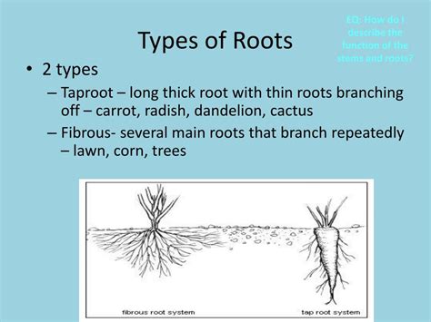 PPT EQ How Do I Describe The Function Of The Stems And Roots