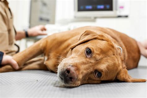 Cherry Eye Beim Hund Ursachen Symptome Behandlung