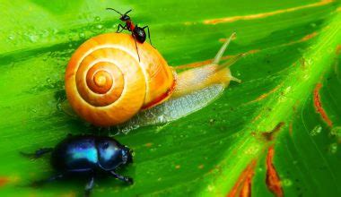 How Do Snails Reproduce Research Reveals Slimy Facts