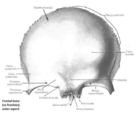 Medicine Conspectus Frontalul Os Frontale Neurocraniul