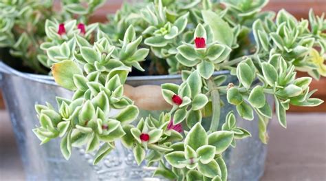 31 Trailing Succulent Plants For Hanging Baskets