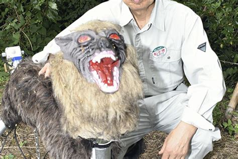 Robot Wolf Helps Scare Wildlife Away From Farmers Crops Inforum