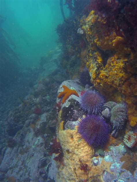 Pin On Cape Town Scuba Diving