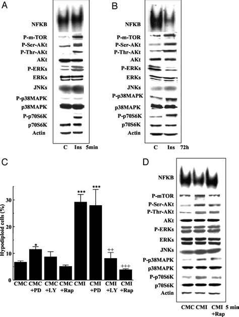 Conditioned Medium From Brown Adipocytes Treated With Insulin And