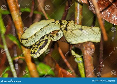 Sri Lankan Green Pit Viper Trimeresurus Trigonocephalus Sinharaja