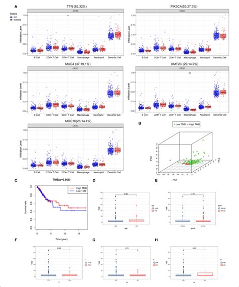 Correlation Of Tumor Mutation Burden Tmb With Survival Outcomes And Download Scientific