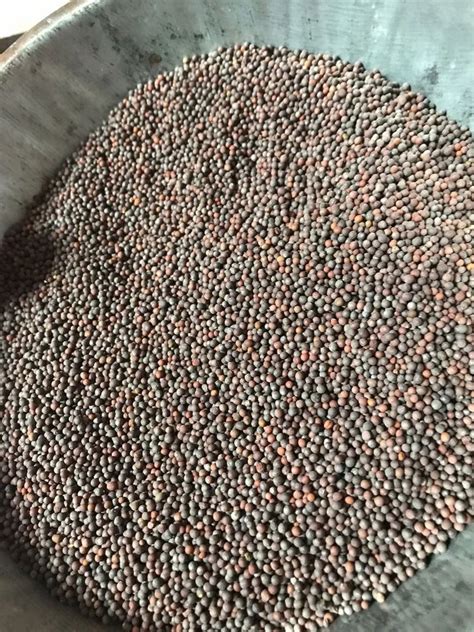 Black Mustard Seeds At Rs 85 Kg New Items In Greater Noida ID