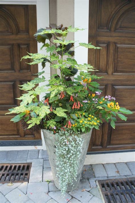 Pin By M ERBS Fine Gardens On Great Summer Containers Plants