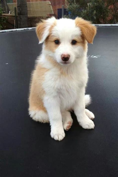 adorable small dog  nature