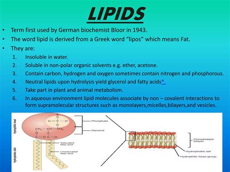 Lipids Structure And Functions Ppt