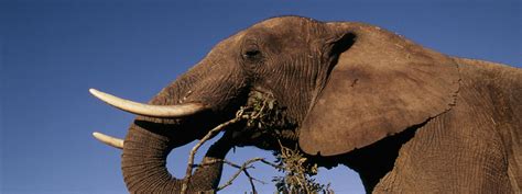 African Elephant | Species | WWF