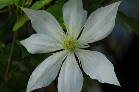 The Bride Clematis The Bride Online Kaufen