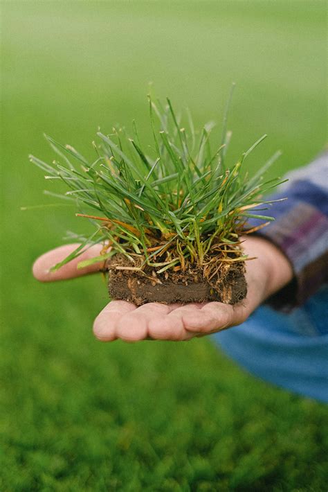 Turf Photos, Download The BEST Free Turf Stock Photos & HD Images