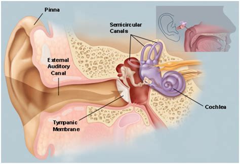 Hearing Aid Centre ChennaiEar And Its Functions