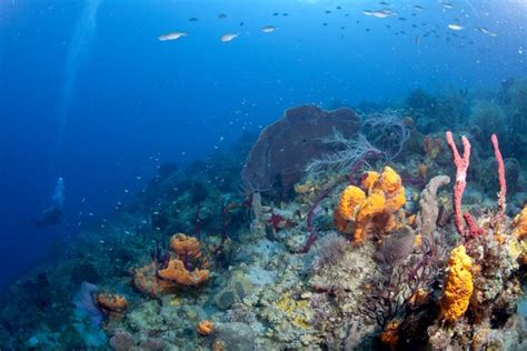 Ecossistema Aquatico E Terrestre - Definição de um ecossistema aquático - Ciência 2026
