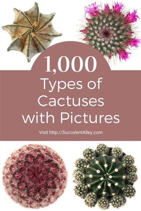 1 000 Types Of Cactuses With Pictures [cactus Identification