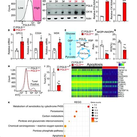 Pgls Pathway Led To Significant Activation Of Ppp In Hcc A The