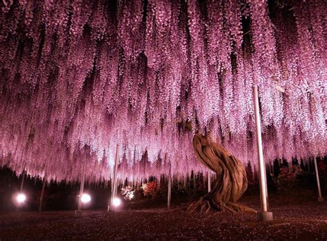 Some of the Most Amazing Trees From Around the World - Moss and Fog