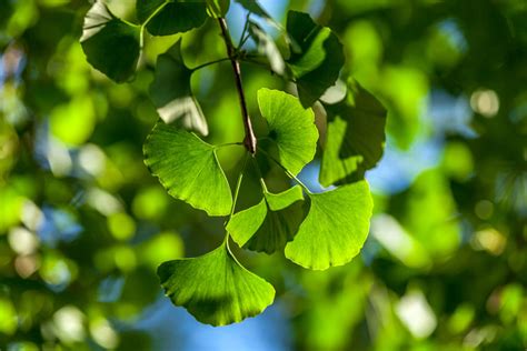 Le Ginkgo Biloba Focus Sur Les Bienfaits Beaut De Cet Arbre Sacr