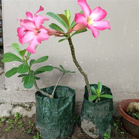 Tanaman Adenium/Bunga Kamboja Jepang Pink, Perkebunan di Carousell